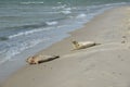Cute seals at the sandy shore
