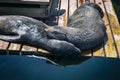 Two cute seals sleeping on each other on a wooden platform