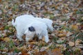 Two cute sealyham terrier puppies are walking in the autumn park. Welsh border terrier or cowley terrier. Two month old