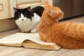 Two Cats Reading a Book Royalty Free Stock Photo