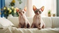 Two cute serious domestic cats of Sphinx breed are comfortably seated on gray cozy sofa. Elegant cat looks straight ahead.