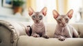 Two cute serious domestic cats of Sphinx breed are comfortably seated on gray cozy sofa. Elegant cat looks straight ahead.