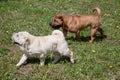 Two cute shar-pei puppies is playing on a green meadow.