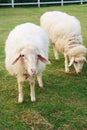 Two cute sheep Royalty Free Stock Photo