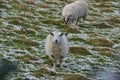 Two cute sheep grazing snowy grass along Ticknock Road, Co. Dublin, Ireland. Beautiful winter scenery