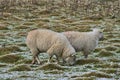 Two cute sheep grazing snowy grass along Ticknock Road, Co. Dublin, Ireland. Beautiful winter scenery. Unusual Irish winter