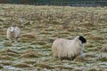 Two cute sheep grazing snowy grass along Ticknock Road, Co. Dublin, Ireland. Beautiful winter scenery. Unusual Irish winter