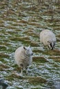 Two cute sheep grazing snowy grass along Ticknock Road, Co. Dublin, Ireland. Beautiful winter scenery. Unusual Irish winter