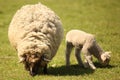 Two cute sheep in a meadow Royalty Free Stock Photo