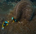 Two cute and shy allard`s anemonefish swimming and hiding in the sea anemone for protection in watamu marine park, kenya Royalty Free Stock Photo