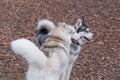 Two cute siberian husky are standing on orange foliage in the autumn park. Pet animals Royalty Free Stock Photo