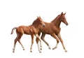 Two cute siblings horse foals running Royalty Free Stock Photo