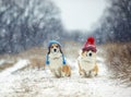 Two cute similar brother puppy red dog Corgi sitting next to each other in the Park for a walk on a winter day in funny warm Royalty Free Stock Photo