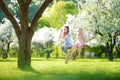 Two cute sisters having fun on a swing in blossoming old apple tree garden outdoors on sunny spring day. Royalty Free Stock Photo