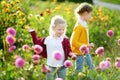 Two cute sisters playing in blossoming dahlia field. Children picking fresh flowers in dahlia meadow on sunny summer day. Royalty Free Stock Photo