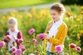 Two cute sisters playing in blossoming dahlia field. Children picking fresh flowers in dahlia meadow on sunny summer day. Royalty Free Stock Photo