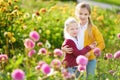 Two cute sisters playing in blossoming dahlia field. Children picking fresh flowers in dahlia meadow on sunny summer day. Royalty Free Stock Photo