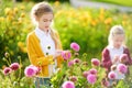 Two cute sisters playing in blossoming dahlia field. Children picking fresh flowers in dahlia meadow on sunny summer day. Royalty Free Stock Photo