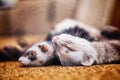Two cute sleeping ferrets