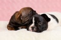 Two cute sleepy puppies of french bulldog lying down Royalty Free Stock Photo