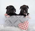 Two Cute small American Staffordshire Terrier dogs or AmStaff puppies on white background Royalty Free Stock Photo