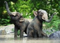 Two cute small baby elephants playing in the water. Royalty Free Stock Photo