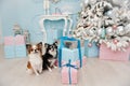 Two cute small dogs chihuahua sitting near gift boxes and christ