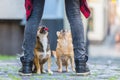 Two cute small dogs on a cobblestone road Royalty Free Stock Photo