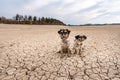 Two cute little Jack Russell Terrier dogs are sitting in the parched Forggensee in Bavary Germany