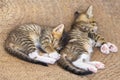 Two cute small kitten Royalty Free Stock Photo