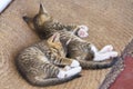 Two cute small kitten Royalty Free Stock Photo