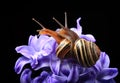 Two cute snails on blue hyacinth Royalty Free Stock Photo