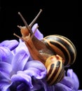 Two cute snails on blue hyacinth Royalty Free Stock Photo