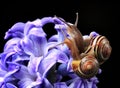 Two cute snails on blue hyacinth Royalty Free Stock Photo