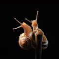 Two cute snails hugging Royalty Free Stock Photo
