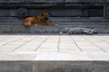 Two cute stray dogs lying on the street, the grey one is sleeping and the brown dog is awake Royalty Free Stock Photo