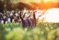 Two striped cats in love walk through a blooming spring meadow in the rays of the setting sun and highlights in the form of