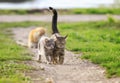 two striped cats walking on green grass on a Sunny meadow in spring