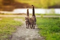 Two cute striped cats walking on the road in the garden spring in Sunny day, highly raising tails