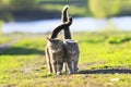 Two cute striped kitten walking arm in arm on a green meadow and Royalty Free Stock Photo