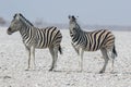 Two cute striped zebras mother and baby with curious muzzles on African savanna in dry season in dusty waterless day