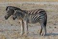 Two cute striped zebras mother and baby with curious muzzles on African savanna in dry season in dusty waterless day