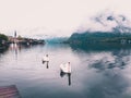 Cute swans swimming in the lake on a foggy day with Hallstatt town and fir trees in the background Royalty Free Stock Photo