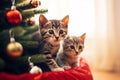 Two cute tabby kittens sisters playing together near Christmas tree, look curiously and excited, celebrating Christmas with cat Royalty Free Stock Photo