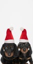 Teckel dogs wearing christmas hats and eyeglasses Royalty Free Stock Photo