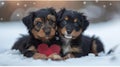 two cute teckel puppies with heart in middle