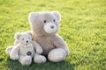 Two cute teddy bear toys hugging together on green grass in summer Royalty Free Stock Photo