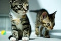 Two cute tiny tabby kittens indoors looking at something Royalty Free Stock Photo