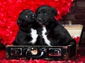 Two Valentine puppies in retro suitcase on red hearts background Royalty Free Stock Photo