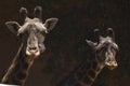 Two cute West African Giraffes look at camera - Los Angeles Zoo